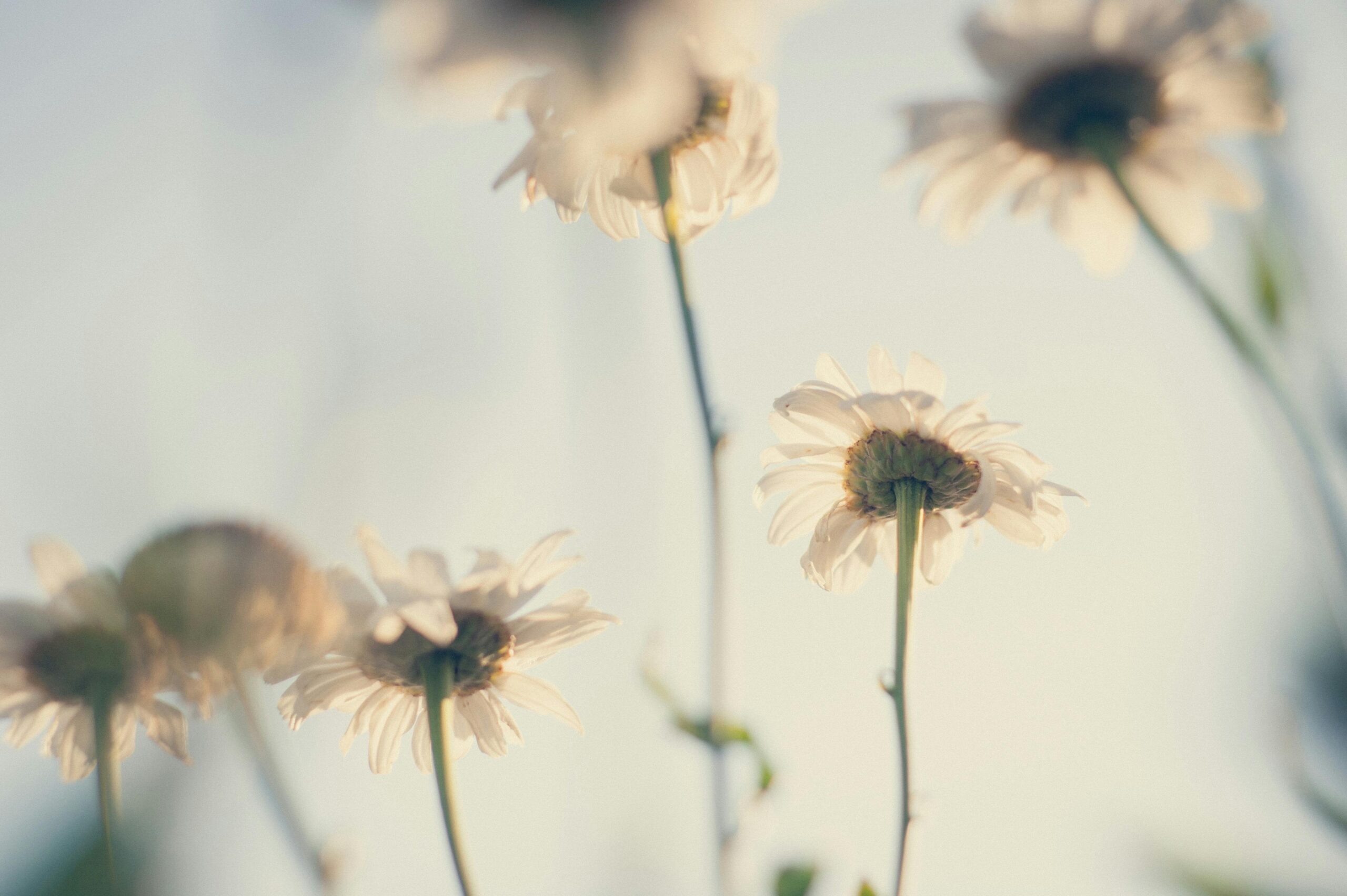 Delicate white daisies captured in soft focus, evoking a peaceful and serene ambiance.
