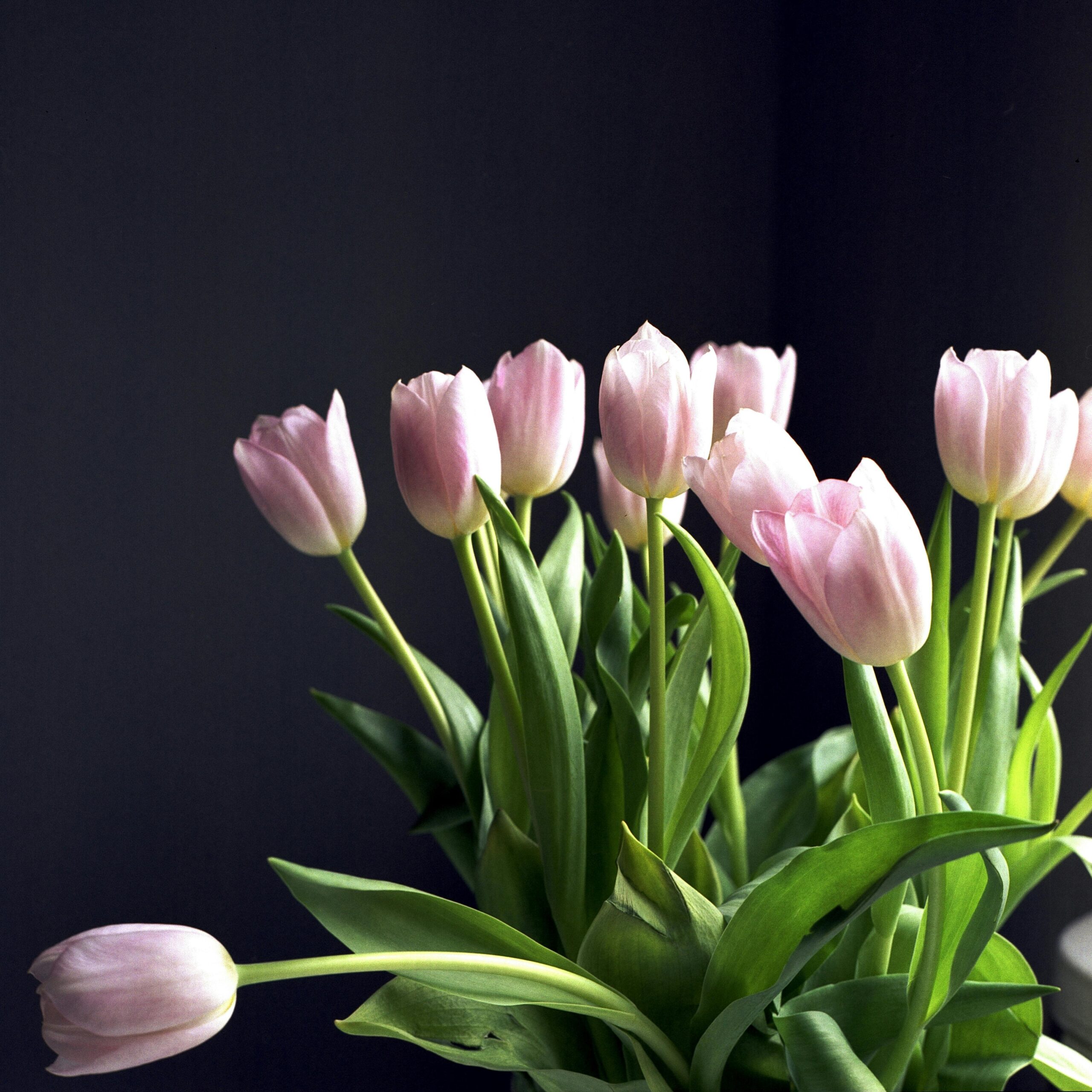 Beautiful pink tulips bloom gracefully in an indoor setting, exuding elegance.